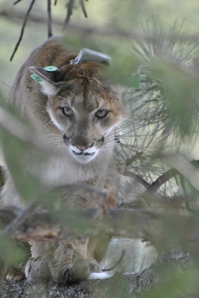 Cougar Hall Ranch