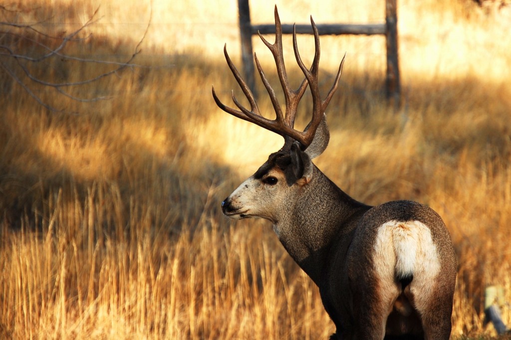 Mule Deer Hall Ranch