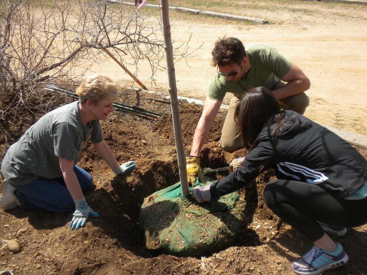 Tree planting