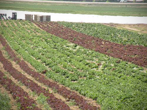 Organic field
