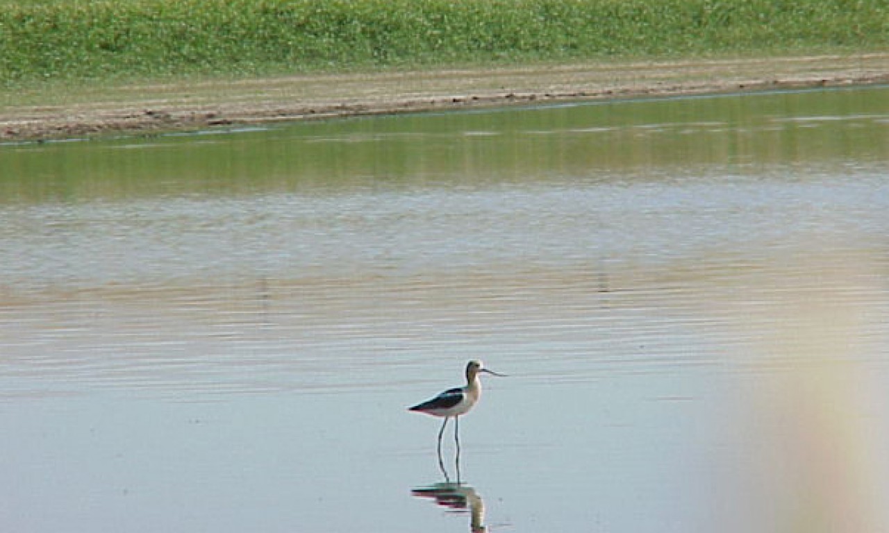 Avocet standing in a pond