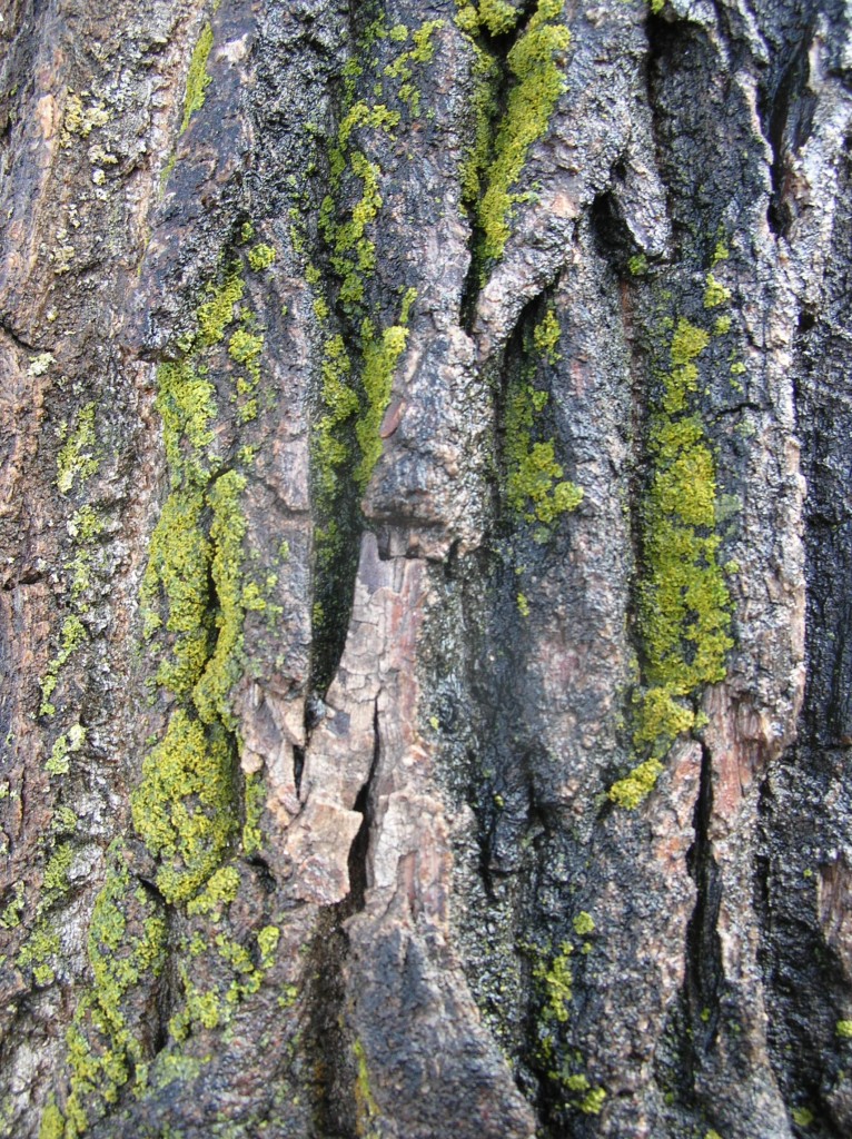 Lichen on cottonwood tree