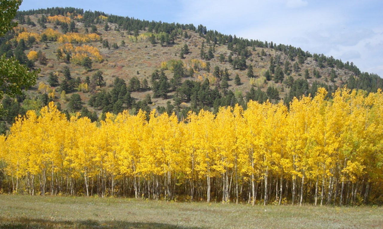 Quaking Aspen: Flaming Forests of Fall