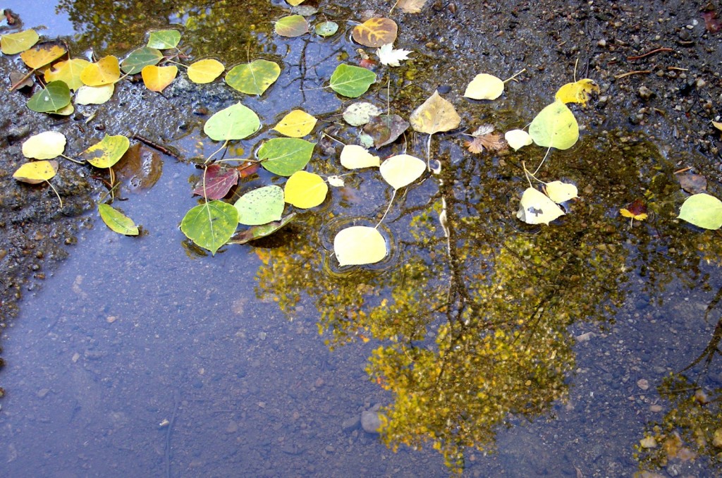 Aspen leaves in water