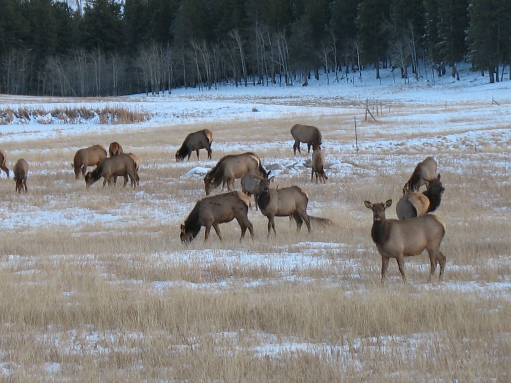 Elk herd in winter