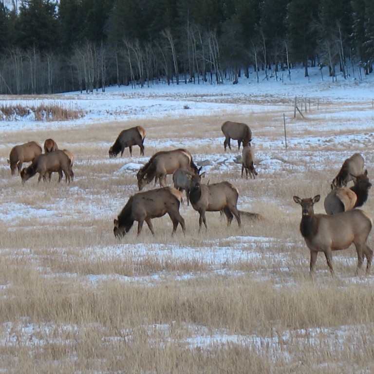 North Boulder Elk Herd: A Success Story