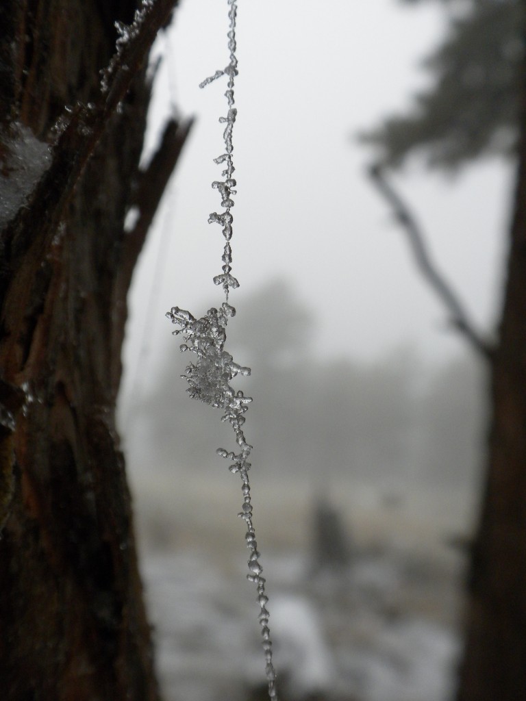 Spiderweb in ice