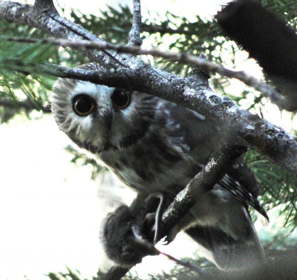 Saw-whet owl