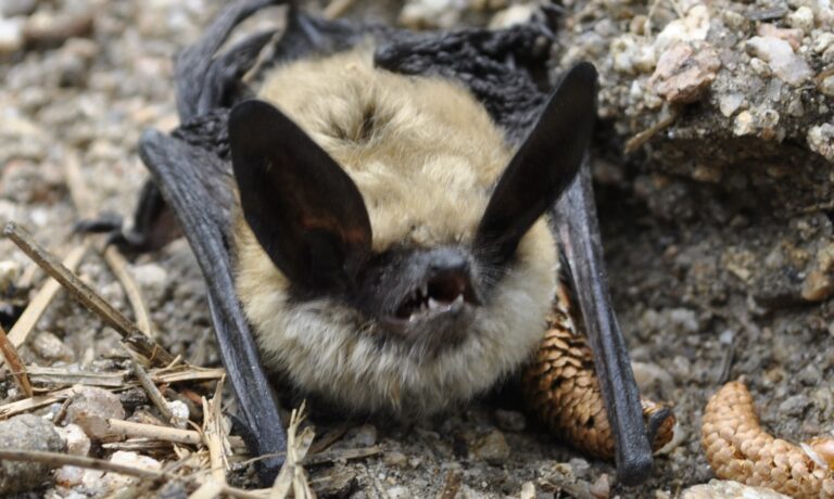 Research Summary: Bats of Forest Structure