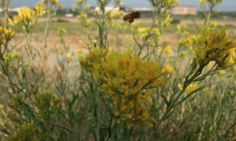 Help Pollinators Thrive