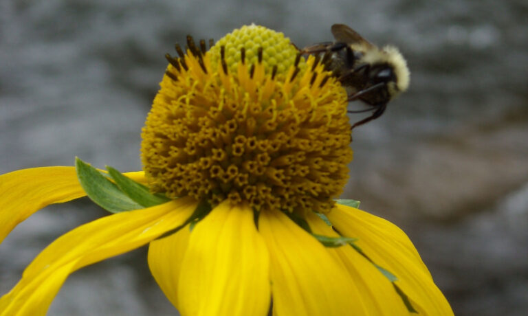 Celebrate National Pollinator Week (June 15 – 21)