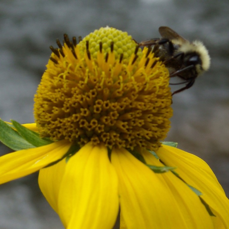 Celebrate National Pollinator Week (June 15 – 21)