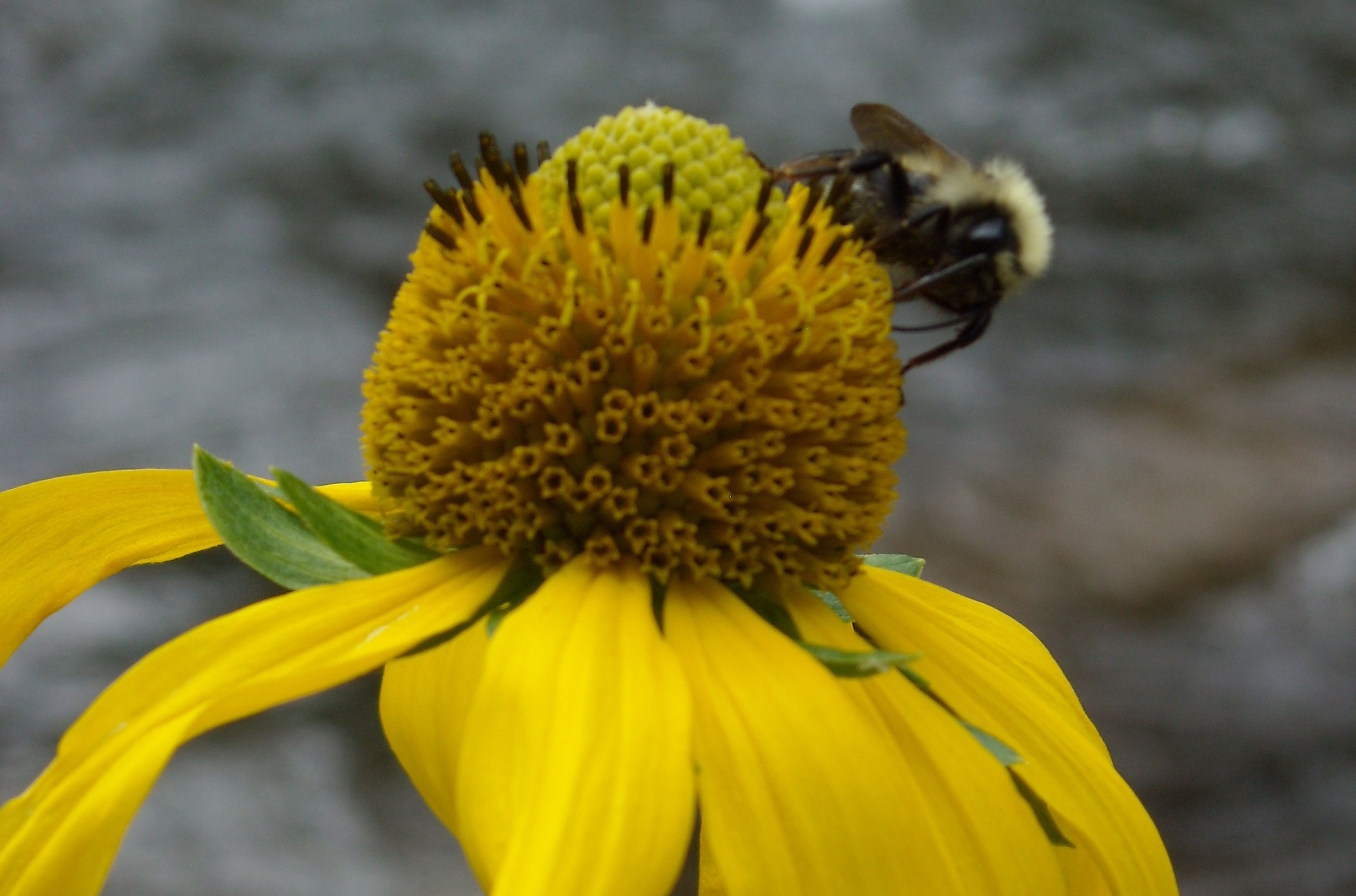 Celebrate National Pollinator Week (June 15 - 21) - Images