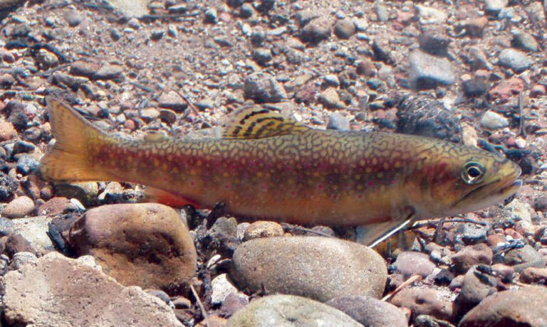 Prospecting for Gold: Brook Trout in Boulder County