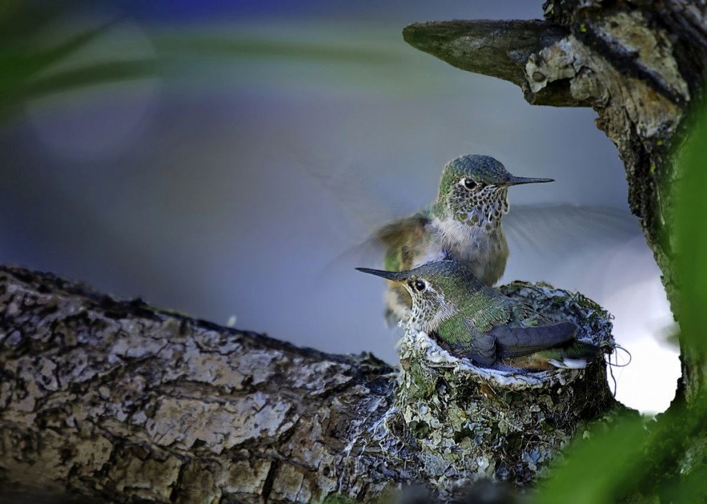 hummingbirds