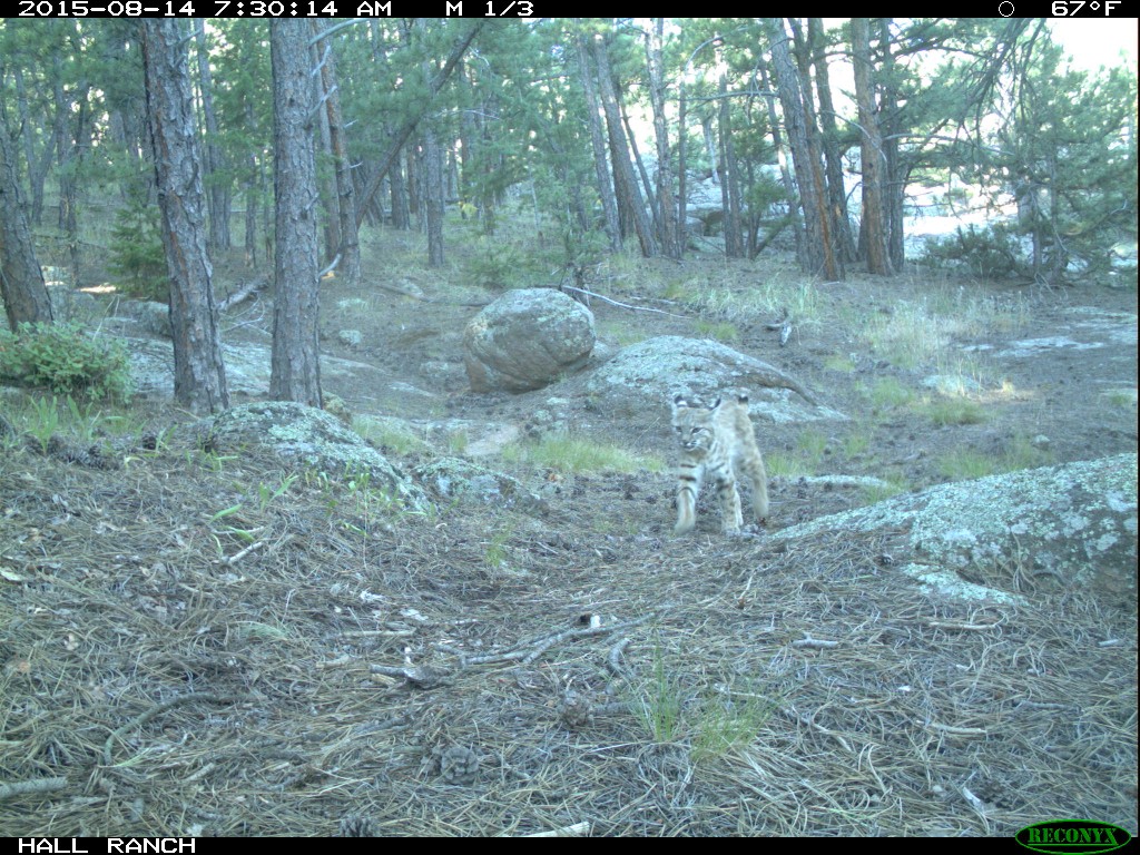 bobcat