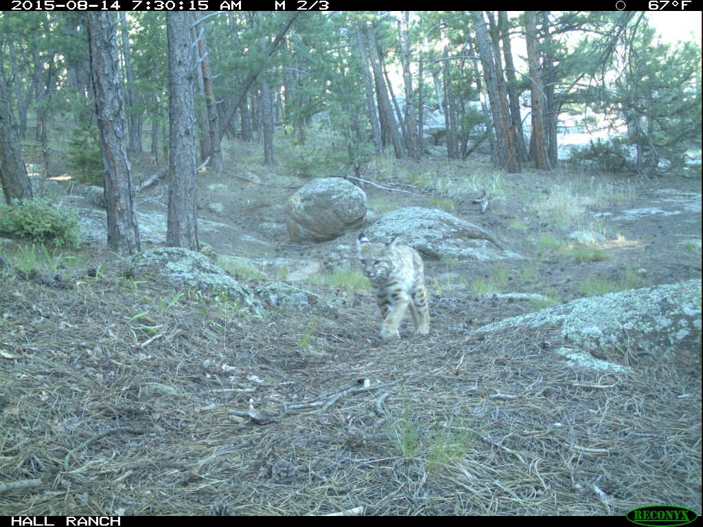 bobcat