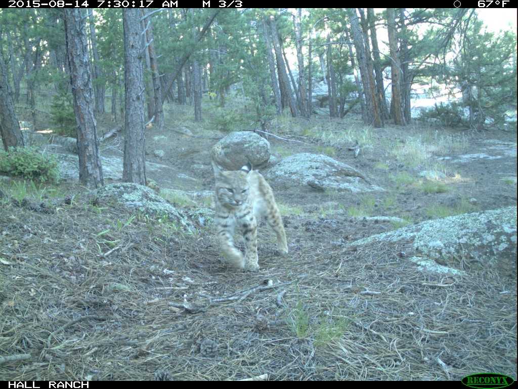 bobcat