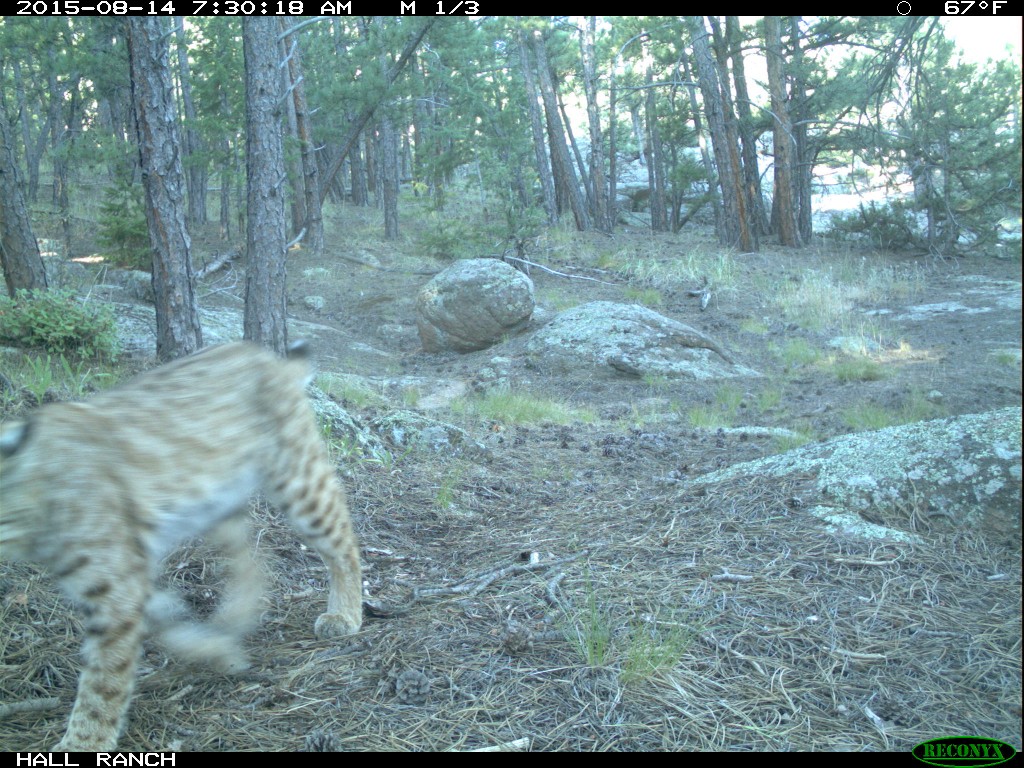 bobcat