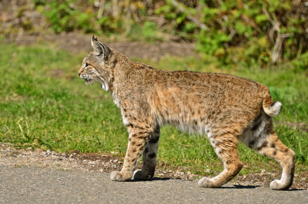 The Ubiquitous Bobcat Images