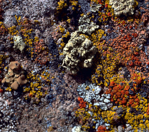 Various lichens on rock:  Lichens are plentiful and very successful.  Many  different species share this rock. They have existed on earth for at least 400 million years, giving them lots of time to diversify. 