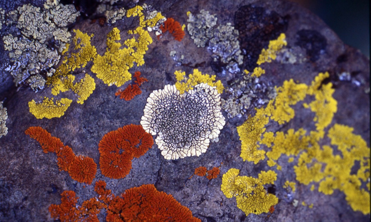 Colorful lichens