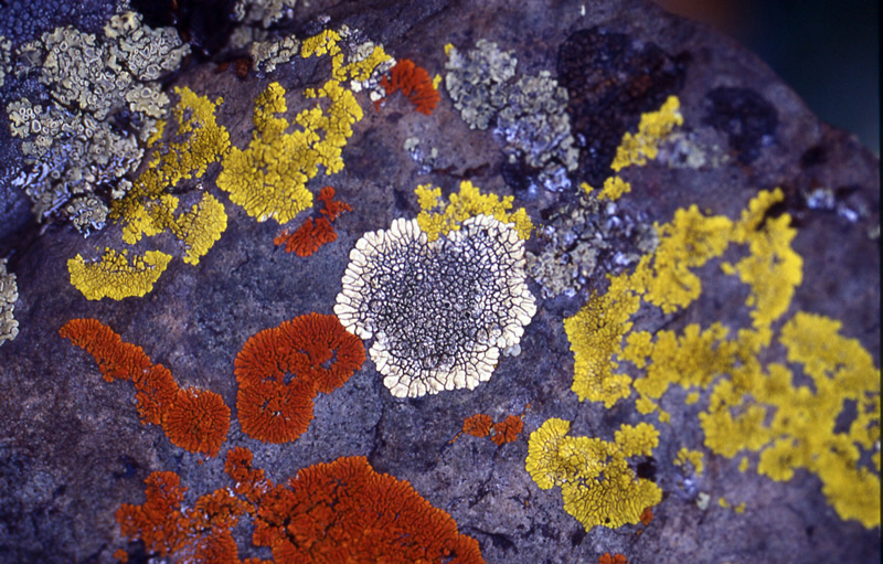 Colorful lichens