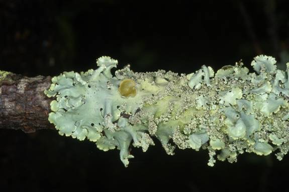 Lichens can grow almost anywhere on earth. The lichens on this tree are a type of foliose lichen. The name refers to their leaf-like growth pattern, like foliage.