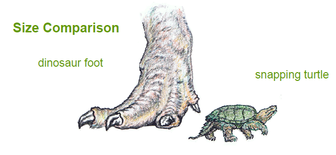 Turtle dinosaur size comparison