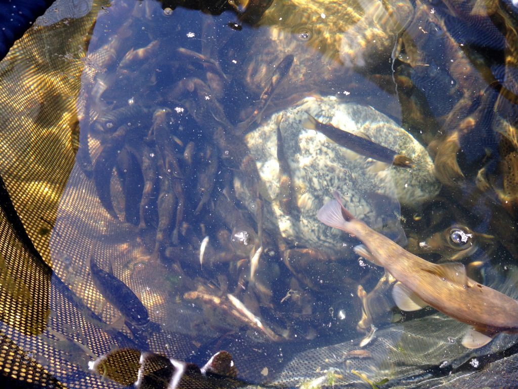 A basket of native fish and brown trout ready to be released back into the St. Vrain Creek