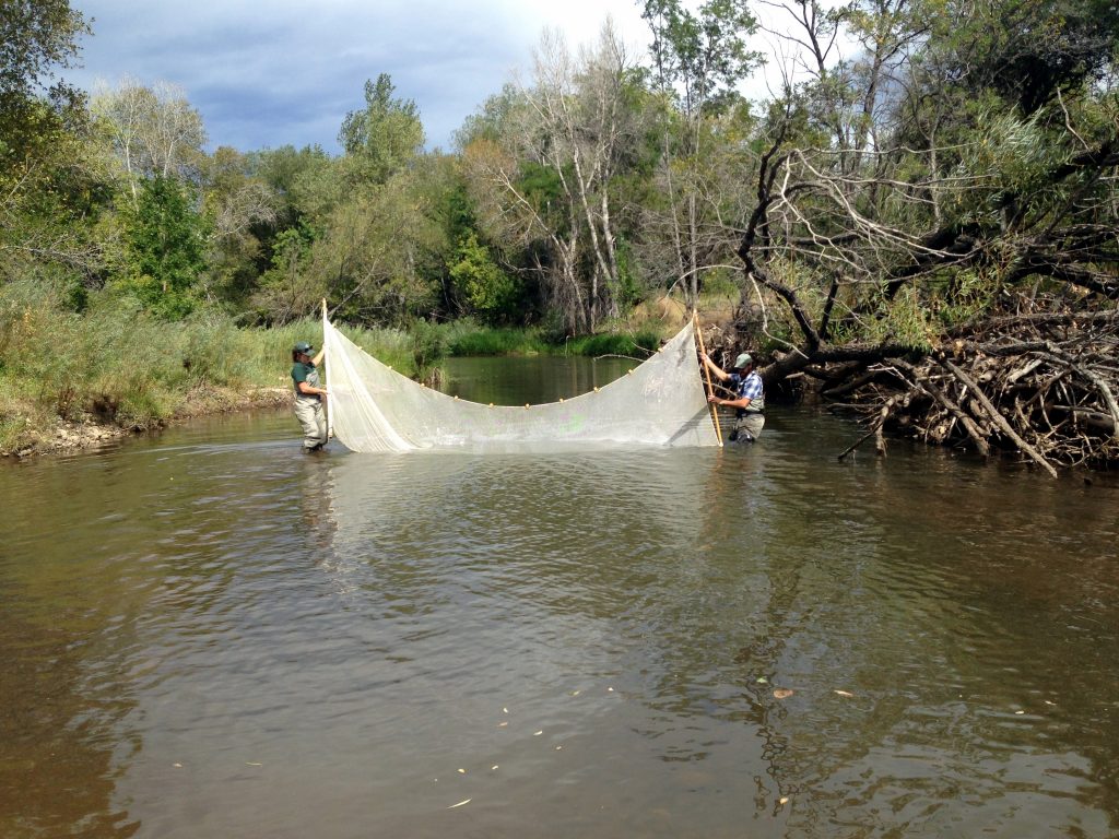 Wildlife biologists collect fish with a seine net to help understand and preserve native fish on the St. Vrain Creek