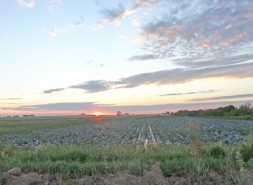 Sunrise over a cabbage field
