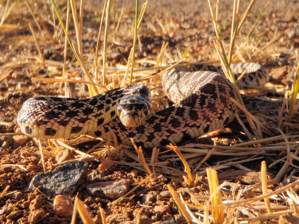 Young Bull Snake at Sunrise