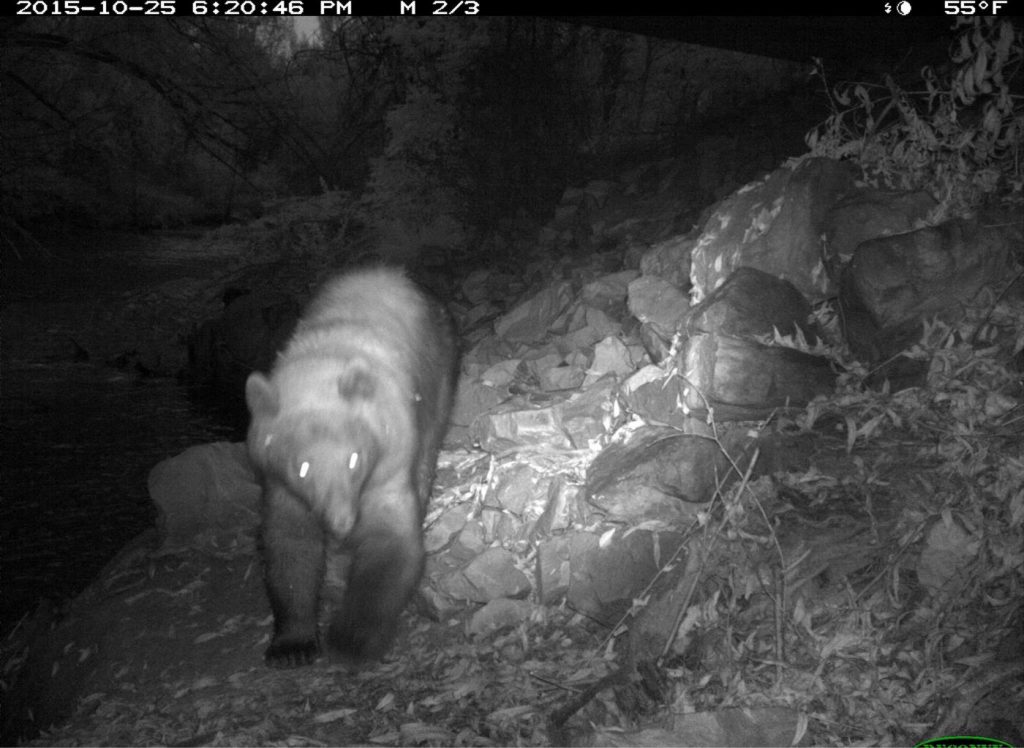 A bear wanders by the camera at night. The picture was taken before hibernation - Julianne and McKenzie hope to see it again