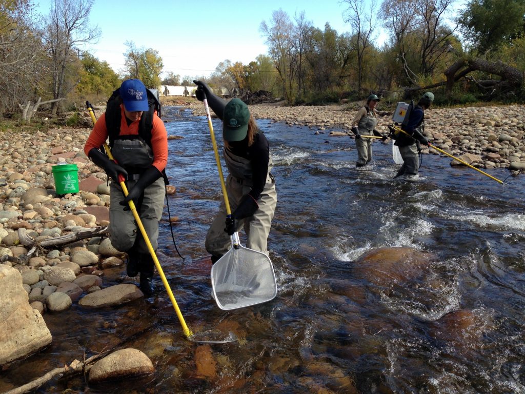 Wildlife biologists use electrofishing backpacks and nets to temporarily examine native fish on the St. Vrain Creek