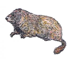 marmot