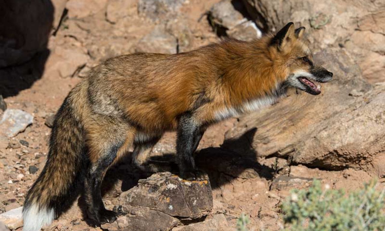 The Elusive & Enchanting Fox