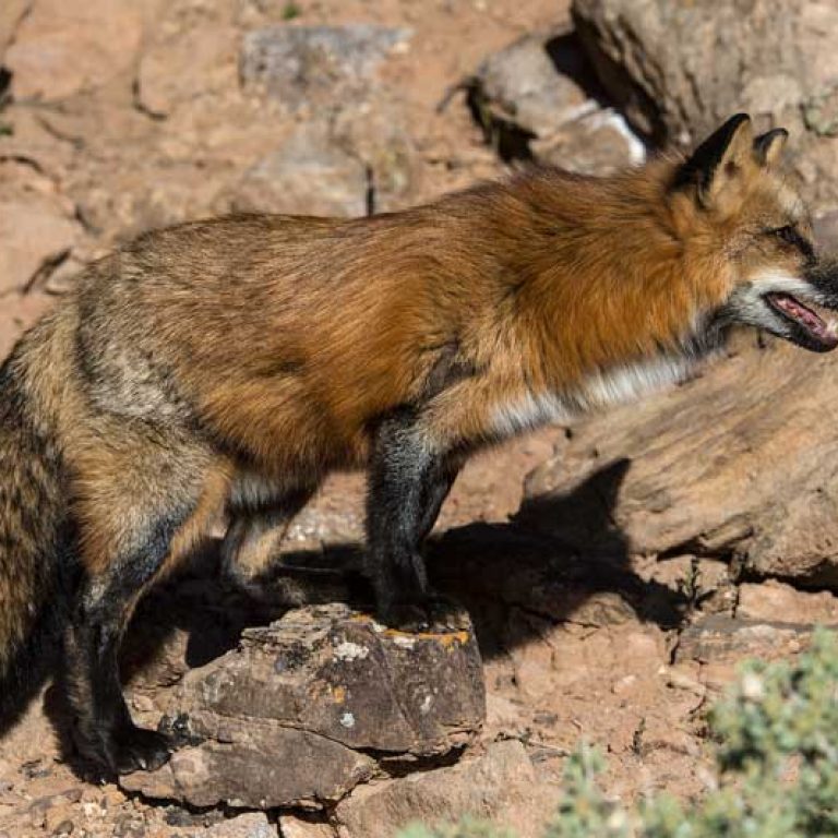 The Elusive & Enchanting Fox