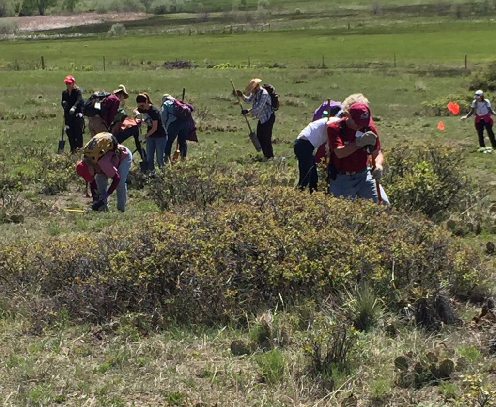 Volunteers pick myrtle spurge at a Parks and Open Space property. Volunteers are an integral part of our weed management program.