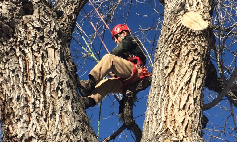 A Day in the Life: Urban  Forestry Team