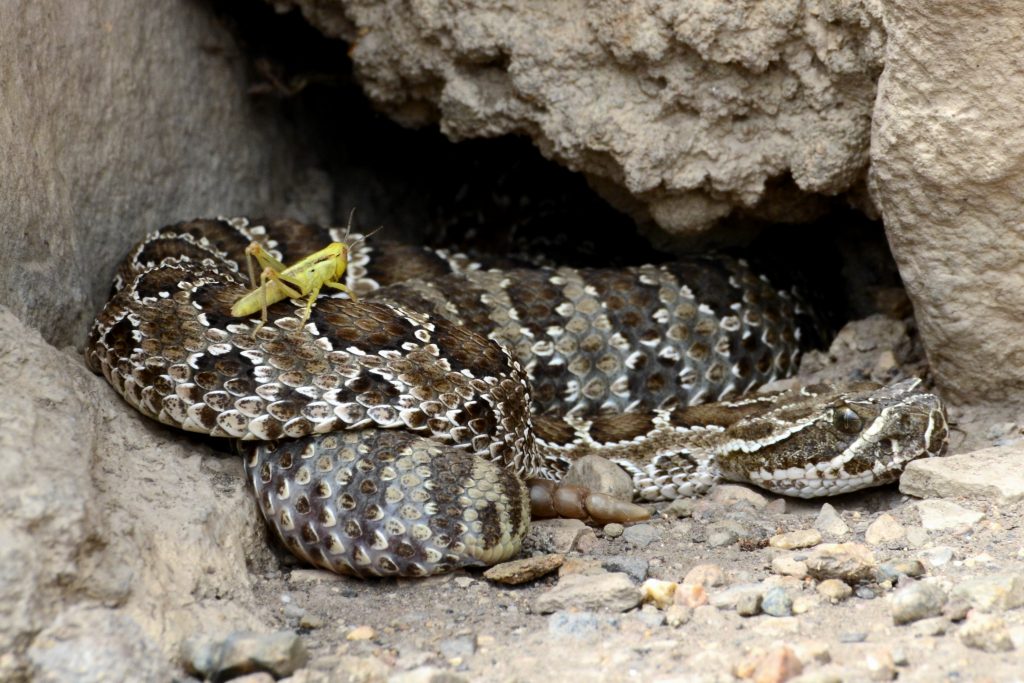 Rattlesnake Winter Dens - Images