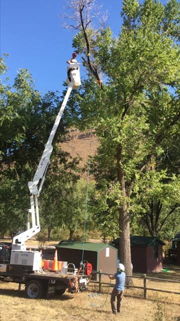 Tree cutting