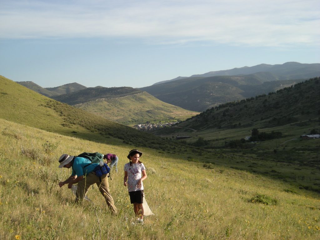 Seed collecting