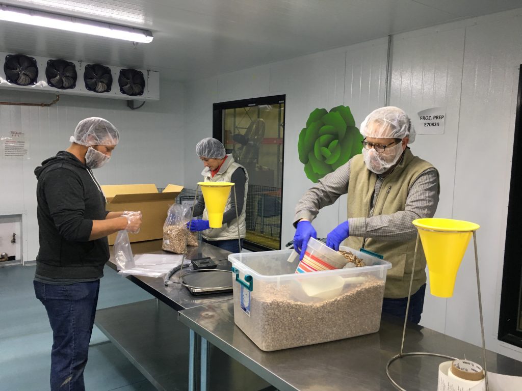 Bagging pinto beans