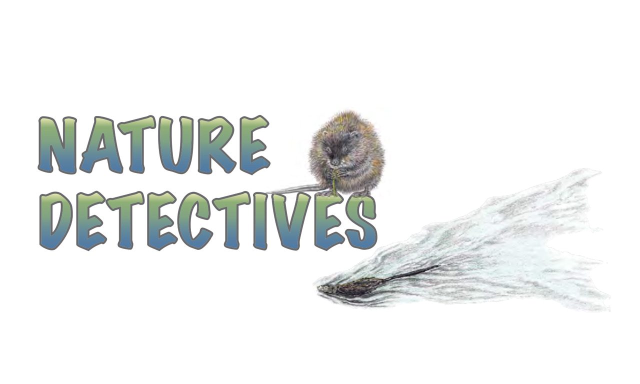 Nature Detectives Muskrat