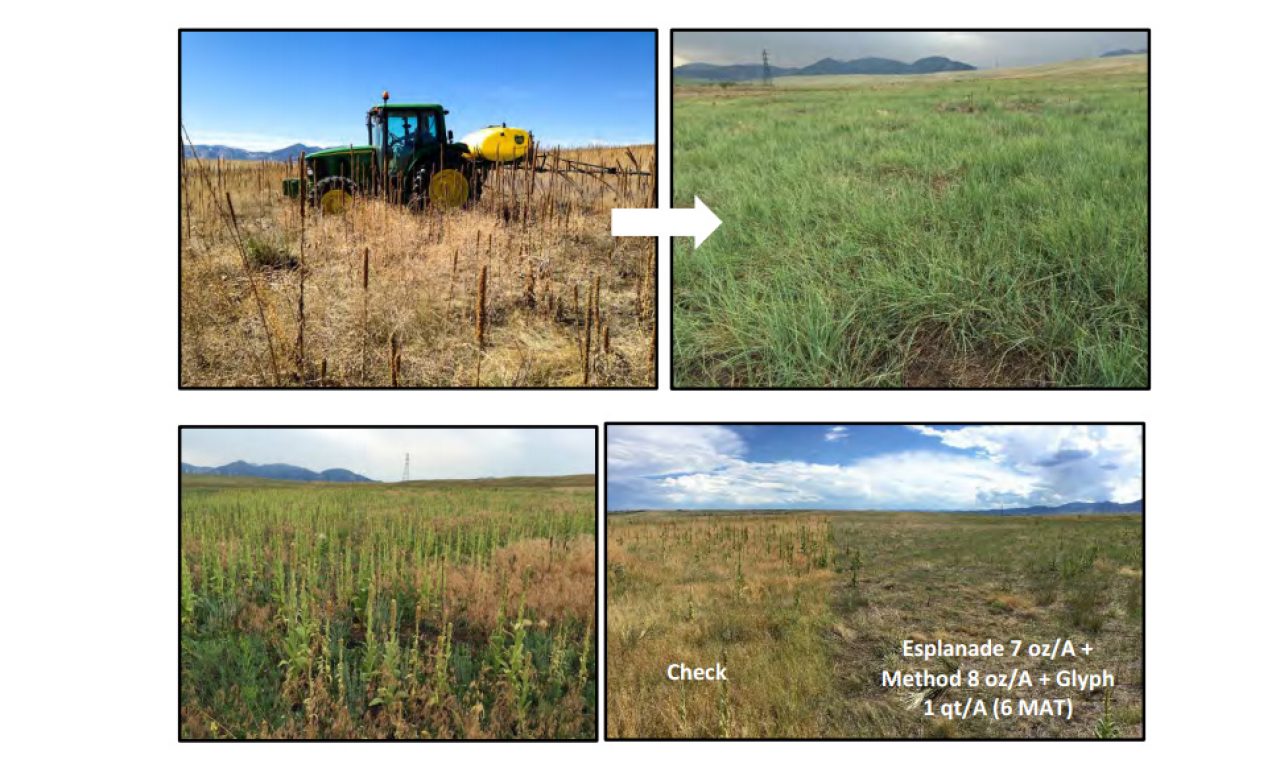 Research Report: Weed Control