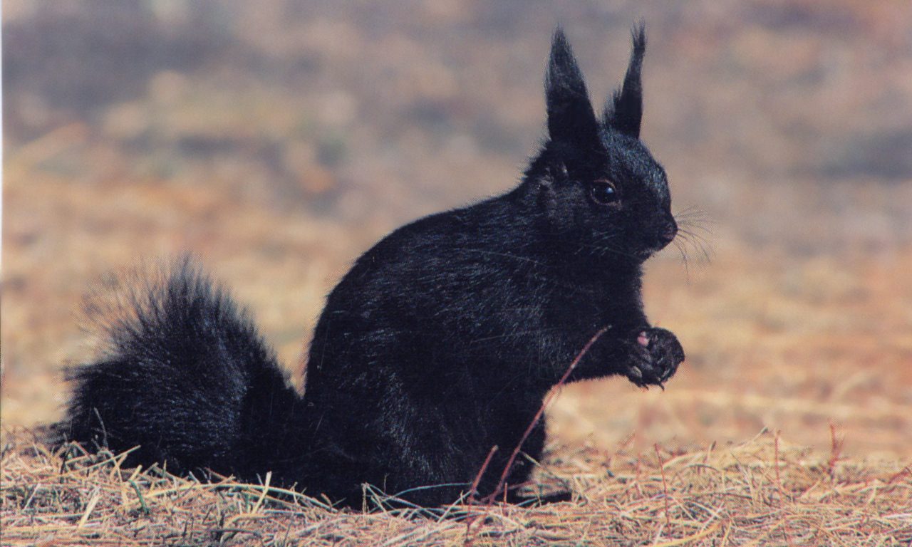 Effects of Human Recreation Activity on Abert’s Squirrel and Dusky Grouse