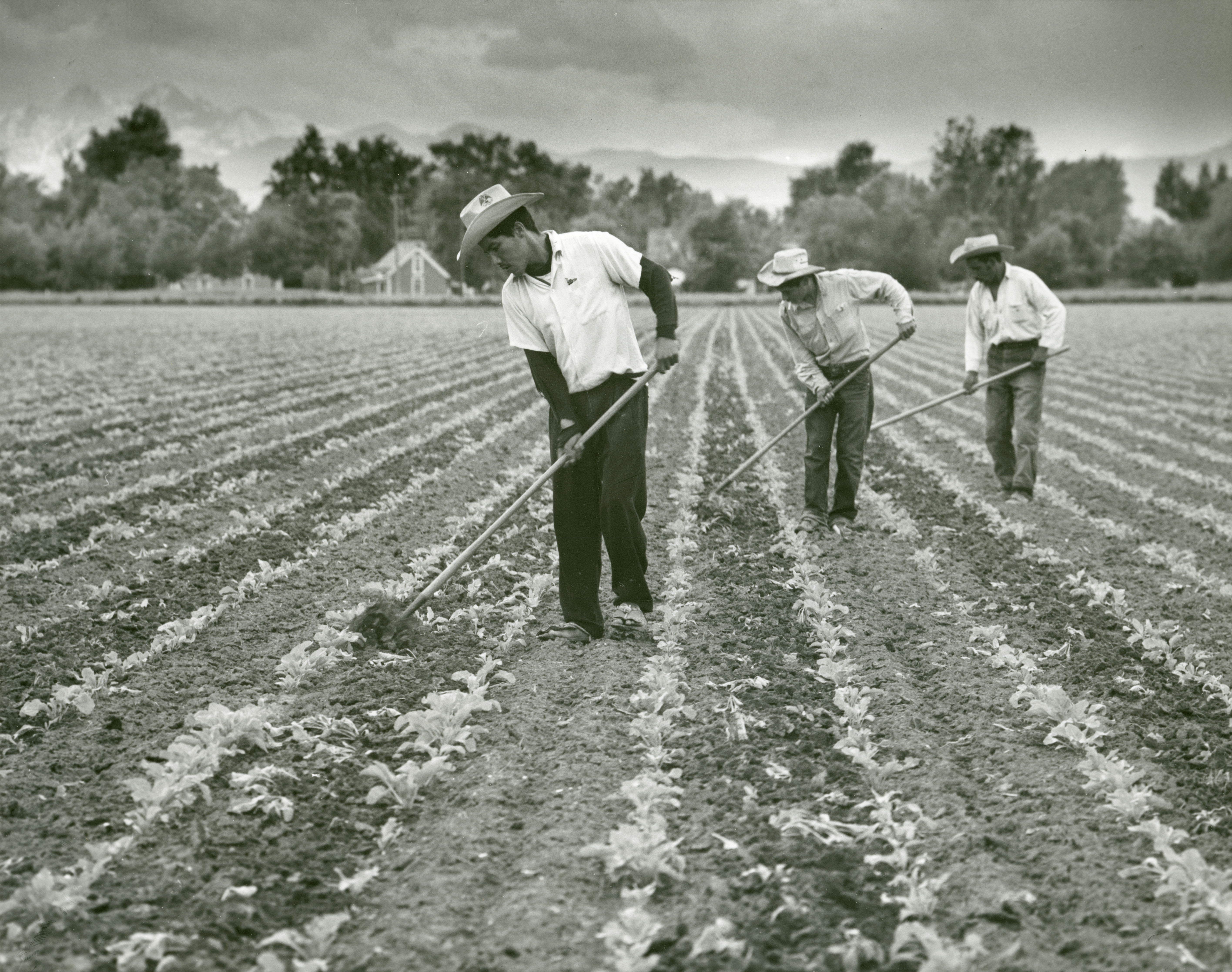 Work in this field. Working field. Working on the field. Field workers image Green. Because they worked in the fields History.