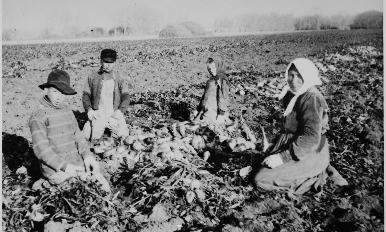German Russian children pull sugar beets in the early 1900s