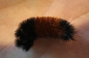 Banded Woolly Caterpillar